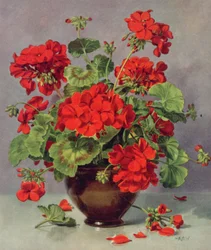 Geranie in einer Irdenwarevase